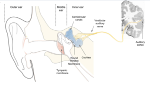 Gene Therapy for Sensorineural Deafness