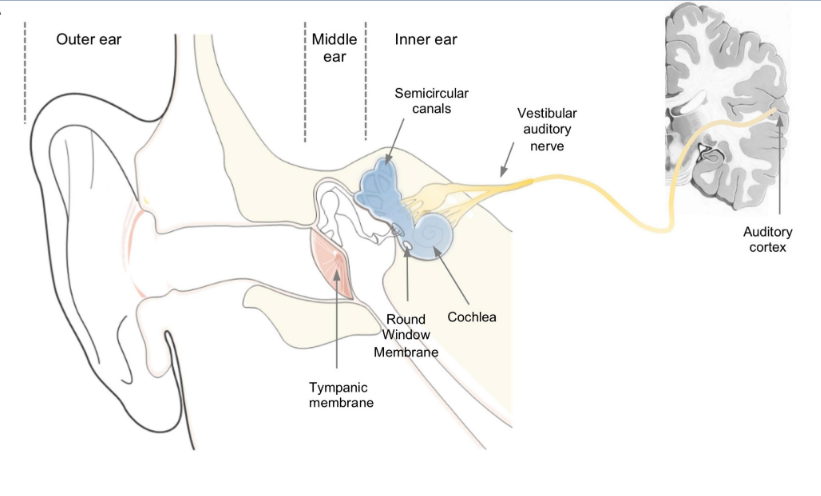 Structure of the Ear Focusing on New Treatments for Sensorineural Deafness