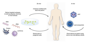 Gene Therapy for Sensorineural Deafness